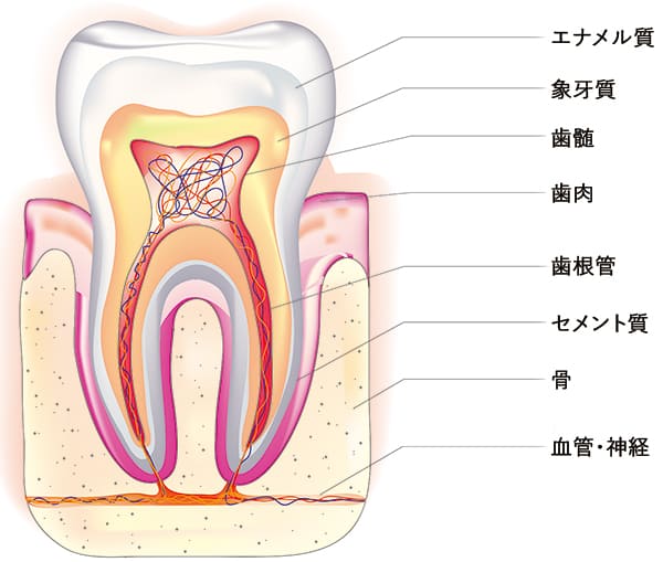 歯の構造